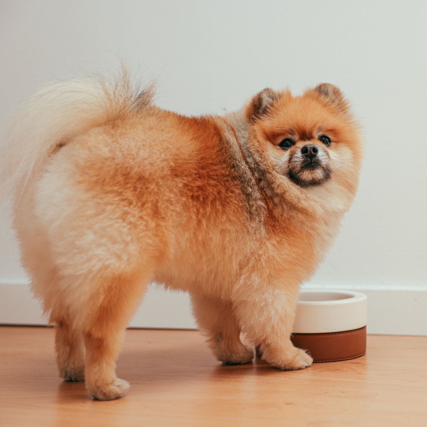 <b>WHAT TO FEED A DOG WITH DIARRHEA</b><br><br>If your dog has an upset stomach, this advice will help you find out the cause and how to get them back on track...</br>